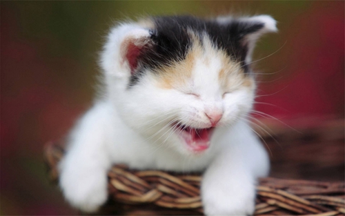 如何給貓護(hù)理口腔 貓咪刷牙視頻教程