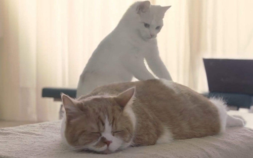 貓咪吃太多肚子脹氣怎么辦 肚子脹氣調理方法