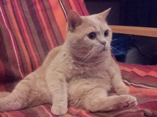 貓咪吃太多肚子脹氣怎么辦 肚子脹氣調理方法