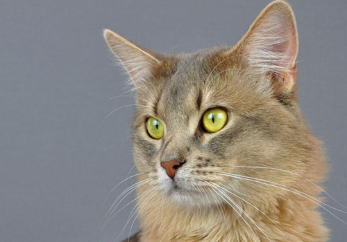 索馬里貓怎么養 索馬里貓飼養技巧