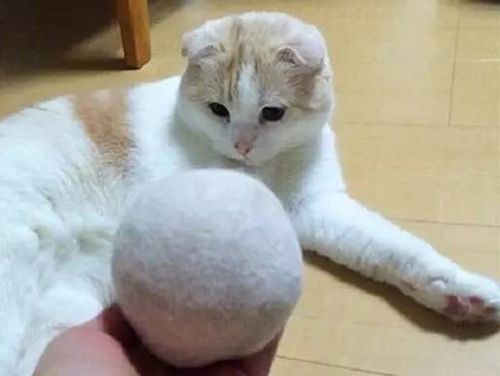 貓咪掉毛有什么原因 貓咪掉毛原因