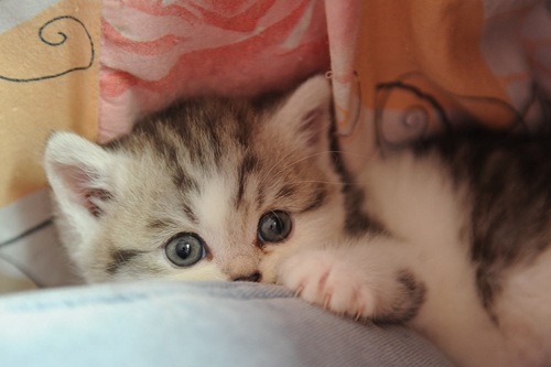 沒長牙齒的貓咪怎么喂養 小奶貓喂養指南