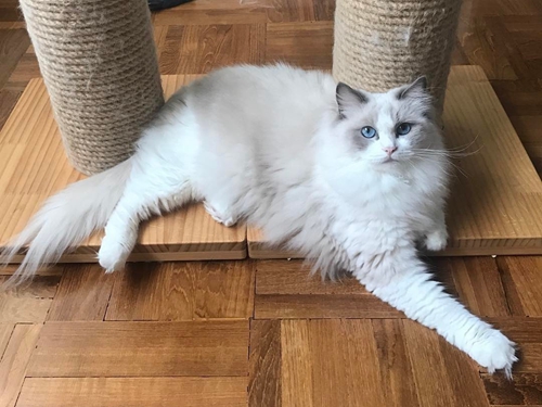 布偶貓怎么養 布偶貓飼養經驗