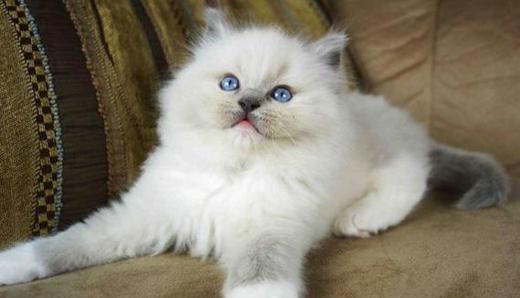 布偶貓怎么清潔毛 布偶貓毛發(fā)清潔步驟