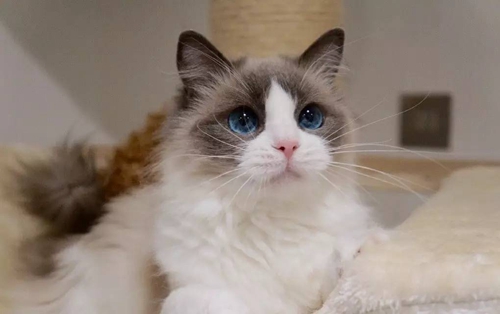 布偶貓怎么打理毛 布偶貓毛發打理