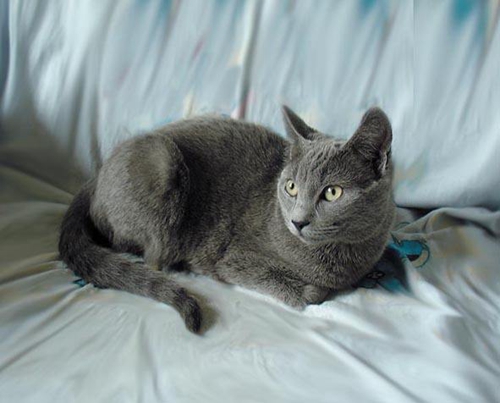 俄羅斯藍貓怎么喂養 藍貓喂養要點