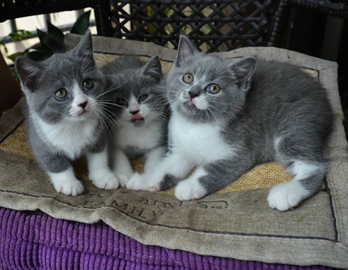 英國短毛貓怎么護理 英短日常護理