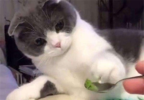 貓吃芥末會死嗎 為什么貓吃芥末會死