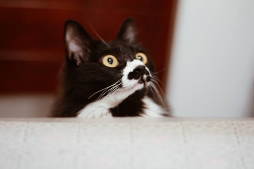 養貓和養狗哪個省錢 養貓年均成本4000