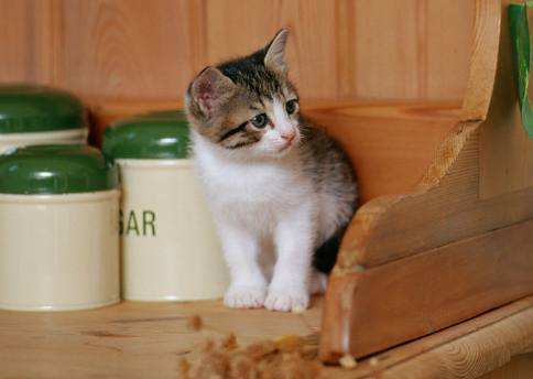 茶杯貓飲食注意什么 茶杯貓飲食注意事項(xiàng)