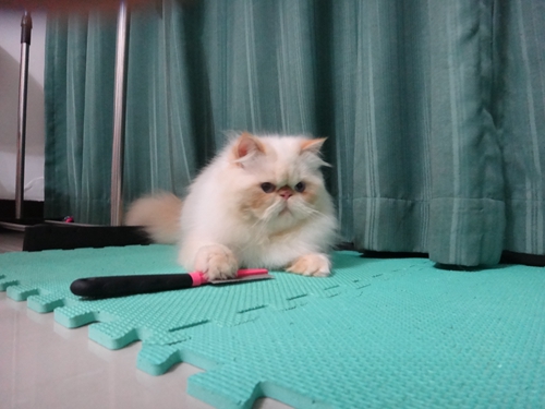 喜馬拉雅貓怎么洗澡 喜馬拉雅貓洗澡注意事項