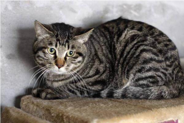 中國貍花貓幼貓怎么養 貍花貓幼貓飼養技巧