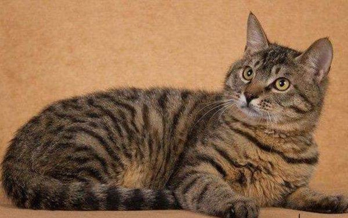 中國(guó)貍花貓?jiān)趺答B(yǎng) 成年貍花貓飼養(yǎng)指南