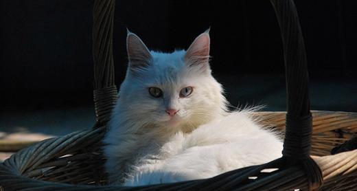 山東獅子貓掉毛怎么辦 獅子貓掉毛處理方法