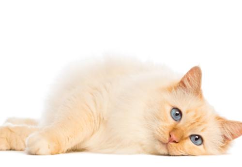 緬甸貓性格怎么樣 緬甸貓性格介紹