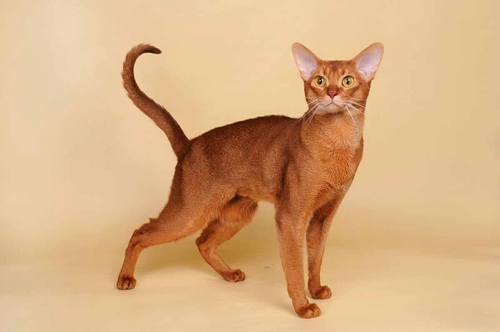 阿比西尼亞貓怎么養 飼養心得分享