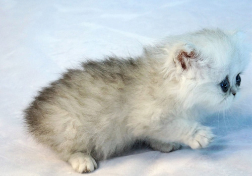 金吉拉貓怎么養 如何喂養金吉拉貓咪