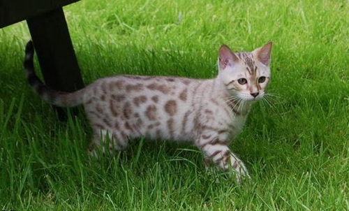 熱帶草原貓怎么養 藪貓飼養注意事項