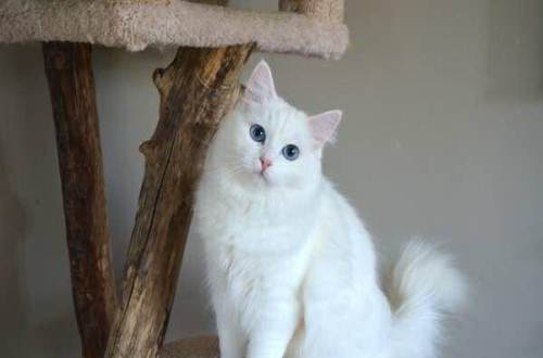 安哥拉貓?jiān)趺答B(yǎng) 安哥拉貓養(yǎng)護(hù)心得