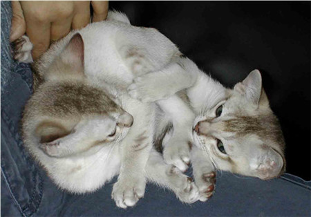 新加坡貓吃什么 新加坡貓喂食要點