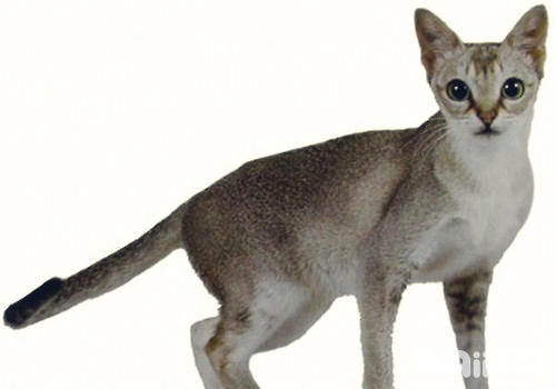 新加坡貓怎么養 新加坡貓養護知識