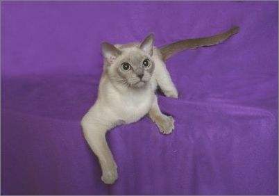 東奇尼貓?jiān)趺葱廾?東奇尼貓修毛方法