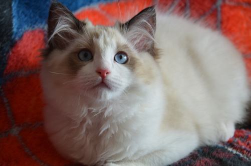 巴厘貓毛發怎么護理 巴厘貓毛發護理技巧