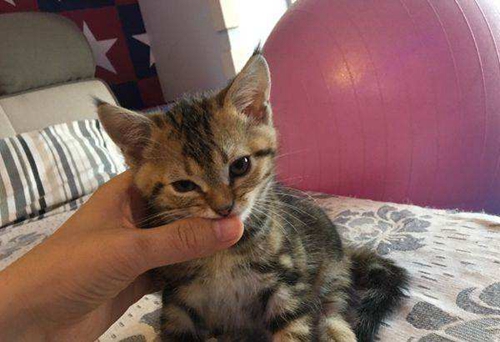 美國短尾貓怎么洗澡 美國短尾貓洗澡注意事項