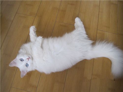 土耳其安哥拉貓粘人嗎 安哥拉貓習性介紹