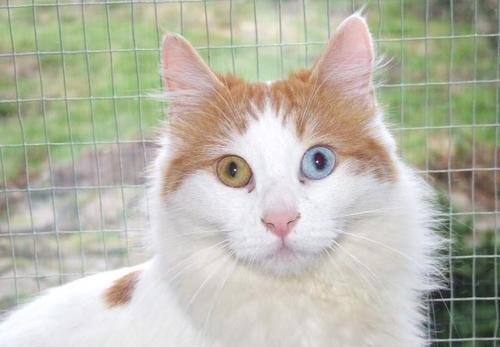 土耳其梵貓怎么養(yǎng) 土耳其梵貓飼養(yǎng)心得