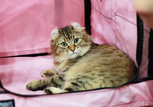 美國(guó)卷耳貓禁吃食物有哪些 美國(guó)卷耳貓禁吃食物匯總