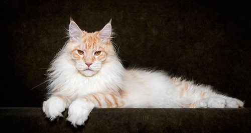 西伯利亞貓怎么洗澡 西伯利亞森林貓多久洗一次澡