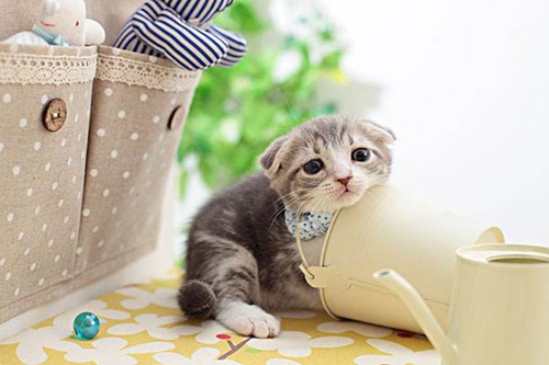 蘇格蘭折耳貓性格怎么樣 折耳貓飼養注意事項