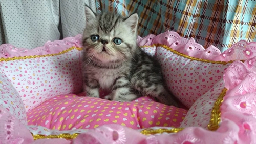 加菲貓怎么喂罐頭 異國短毛貓罐頭選購技巧