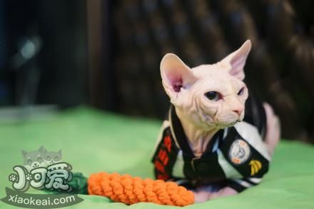 斯芬克斯貓為什么無毛 加拿大無毛貓介紹