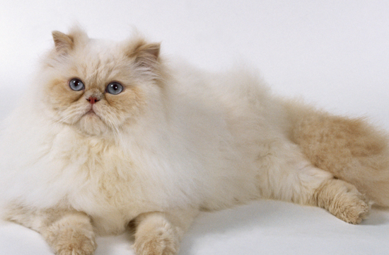 波斯貓喂食需要注意什么 健康波斯貓喂養攻略