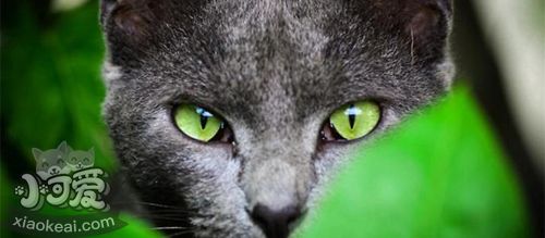 俄羅斯藍貓不能吃什么 俄羅斯藍貓喂食注意事項
