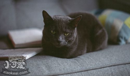 貓的類型及其相處方式 不同類型的貓相處方式也不一樣7