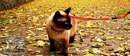 怎么飼養暹羅貓 暹羅貓飼養小技巧