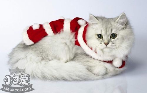 貓貓的性格有哪些?貓咪12種性格解析1