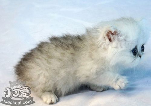 金吉拉貓護理需要注意什么 金吉拉貓護理注意事項