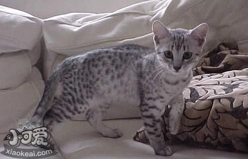 埃及貓怎么洗澡 埃及貓洗澡步驟