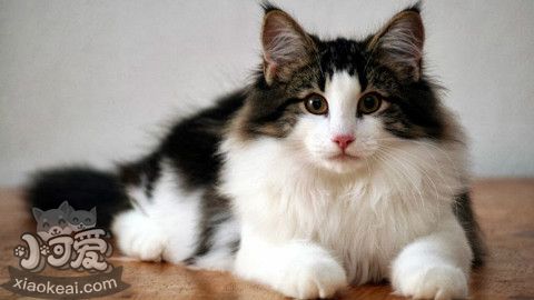 挪威森林貓幼貓一天吃幾頓 定時定量喂養