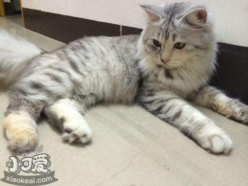 挪威森林貓掉毛嚴重嗎 挪威森林貓飼養細節