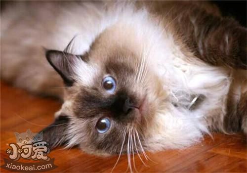 伯曼貓吃什么 伯曼貓喂養要求