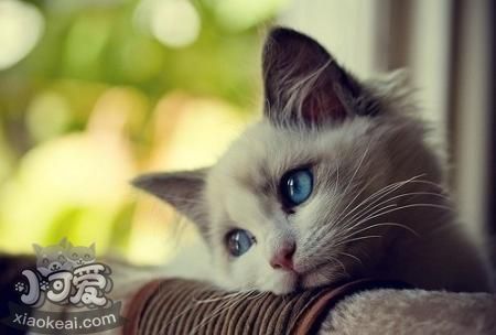 伯曼貓好養嗎 伯曼貓飼養注意事項