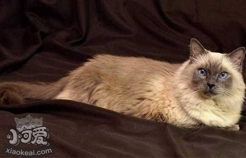 巴厘貓不能吃什么 巴厘貓喂養注意事項