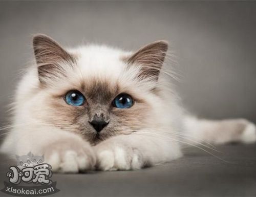 如何飼養(yǎng)巴厘貓 巴厘貓飼養(yǎng)方法