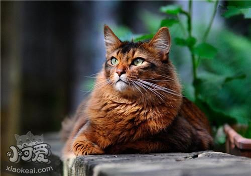 索馬里貓能吃辣嗎 辣會刺激索馬里貓味蕾