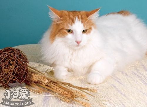 威爾斯貓毛發怎么護理 威爾斯貓毛發日常護理